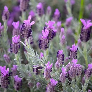 French Lavender Lavandula stoechas