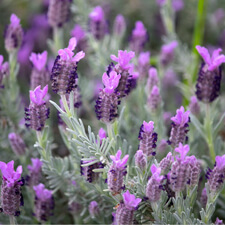 Purple Lavender - Lavandula
