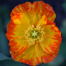 Yellow Orange Variegated Iceland Poppy - Papaver nudicaule