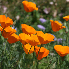 Orange California poppies - Eschscholzia californica