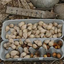 Dutch iris bulbs