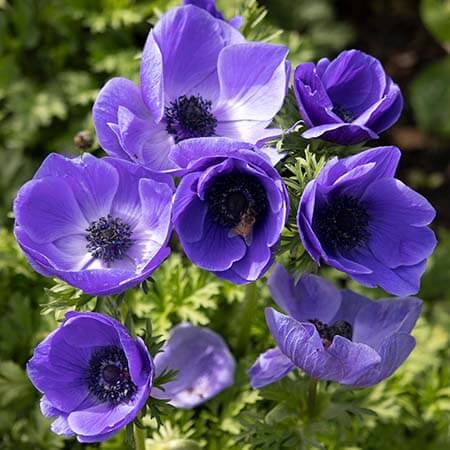 3507 purple blue anemone de caen sq - Wildflower Yard