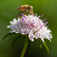 White Scabiosa with Striped-eye Fly