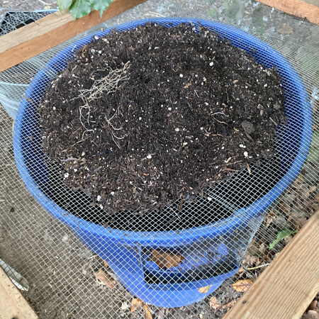 Sifting bulb container soil