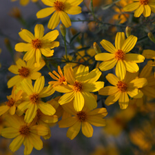 Yellow Mexican Marigolds
