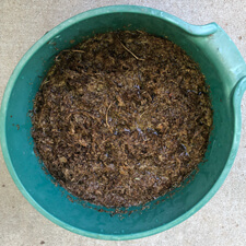 Container Gardening - Soaking Spaghnum Moss