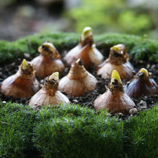 Paperwhites bulbs in container