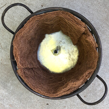 Container Gardening - Metal Basket and Coconut Coir