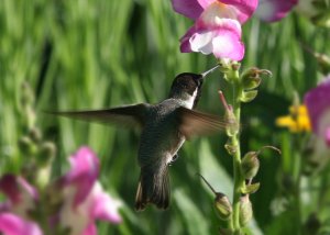 Hummingbird Garden Plants