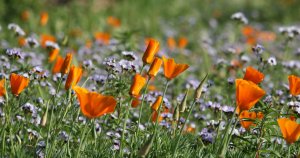 California Poppies with Birds Eyes