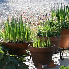 Paperwhites in containers