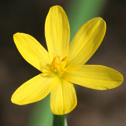 Yellow-eyed Grass - Sisyrinchium californicum