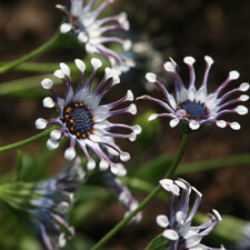 White and Purple Osteospermum