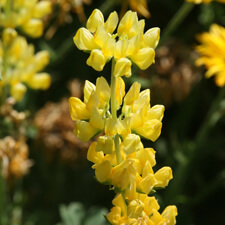 Yellow Lupine