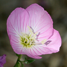 Pink Mexican Evening Primose - Oenothera speciosa