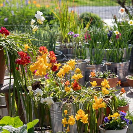 Freesia Container Gardening