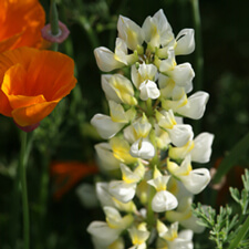 Lupine - Lupinus densiflorus aureus