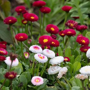 red white english daisy bells perennis