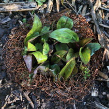 Plant Marker: Copper Scrubber around Echinacea