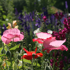Oriental Poppies, Larkspur and Snapdragons