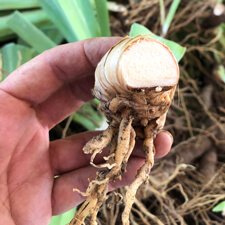 Cut iris rhizome