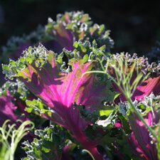 Purple Ornamental Kale