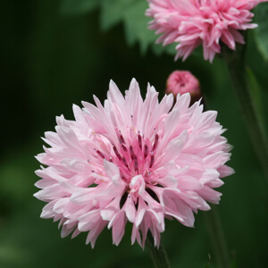 Bachelor Buttons - Wildflower Yard