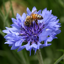 Blue Bachelor Button