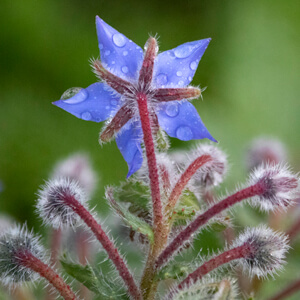 Blue Borage