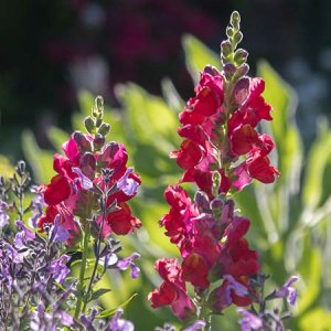 red snapdragon