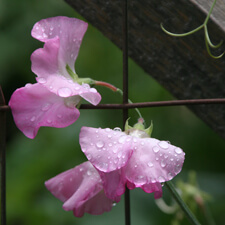 Sweet Peas on Fence