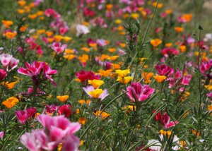 Clarkia amoena and California Poppies