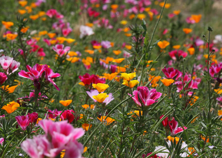 Planting Wildflowers