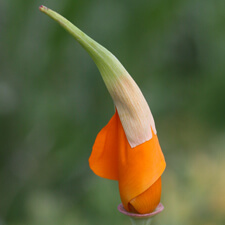 Orange California Poppy with Pod Sheath