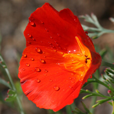 Red California Poppy