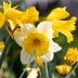 Yellow, White Daffodil