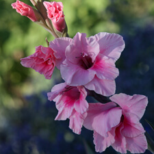 Pink Gladiola - Gladiolus