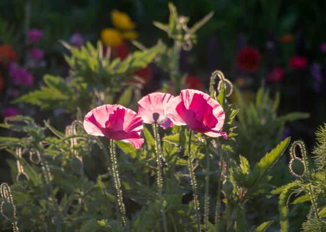 Pink Shirley Poppies