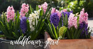 Hyacinths Growing in Containers