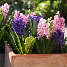 Hyacinths growing in container