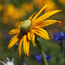 Yellow Rudbeckia - Irish Eyes