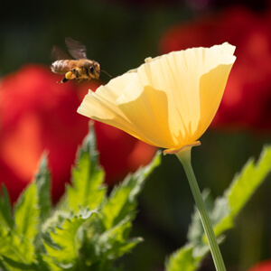 Yellow California poppy with bee