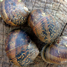 Brown Snails
