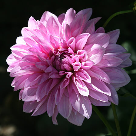 pink dahlia