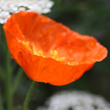Orange Iceland Poppy - Papaver nudicaule