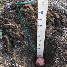 Planting Gladiolas with Support and Measuring Stick