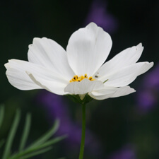 White Cosmos