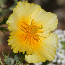 Ruffled Yellow California Poppy