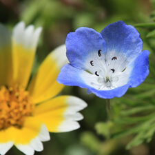 Baby Blue Eyes and Tidy Tips Wildflowers