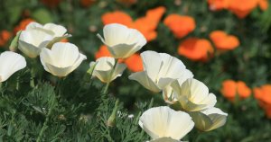 White California Poppies